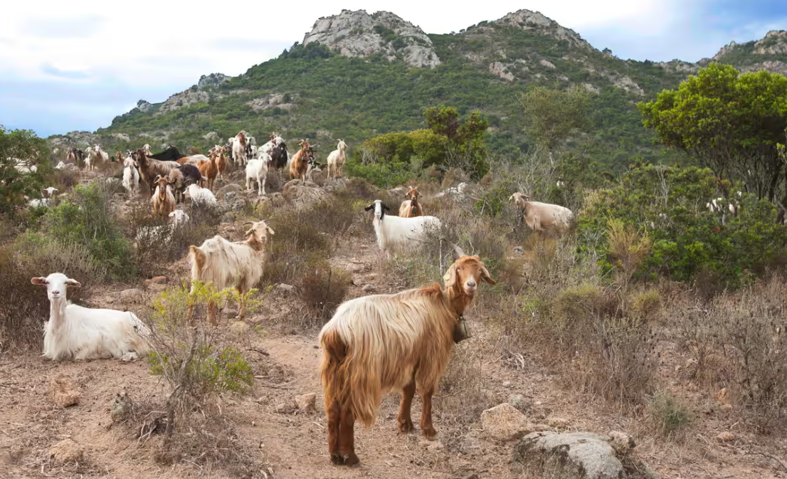‘Bir keçiniz olsun istermisiniz?’  İtalyan adası sahiplenme teklifleriyle boğuşuyor